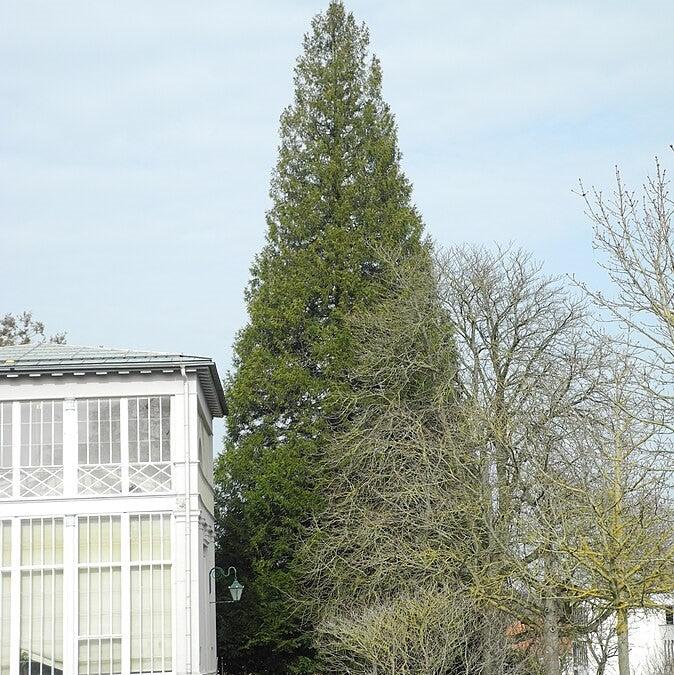 Thuja 'Attapulgus’ ~ Titan® Western Cedar-ServeScape