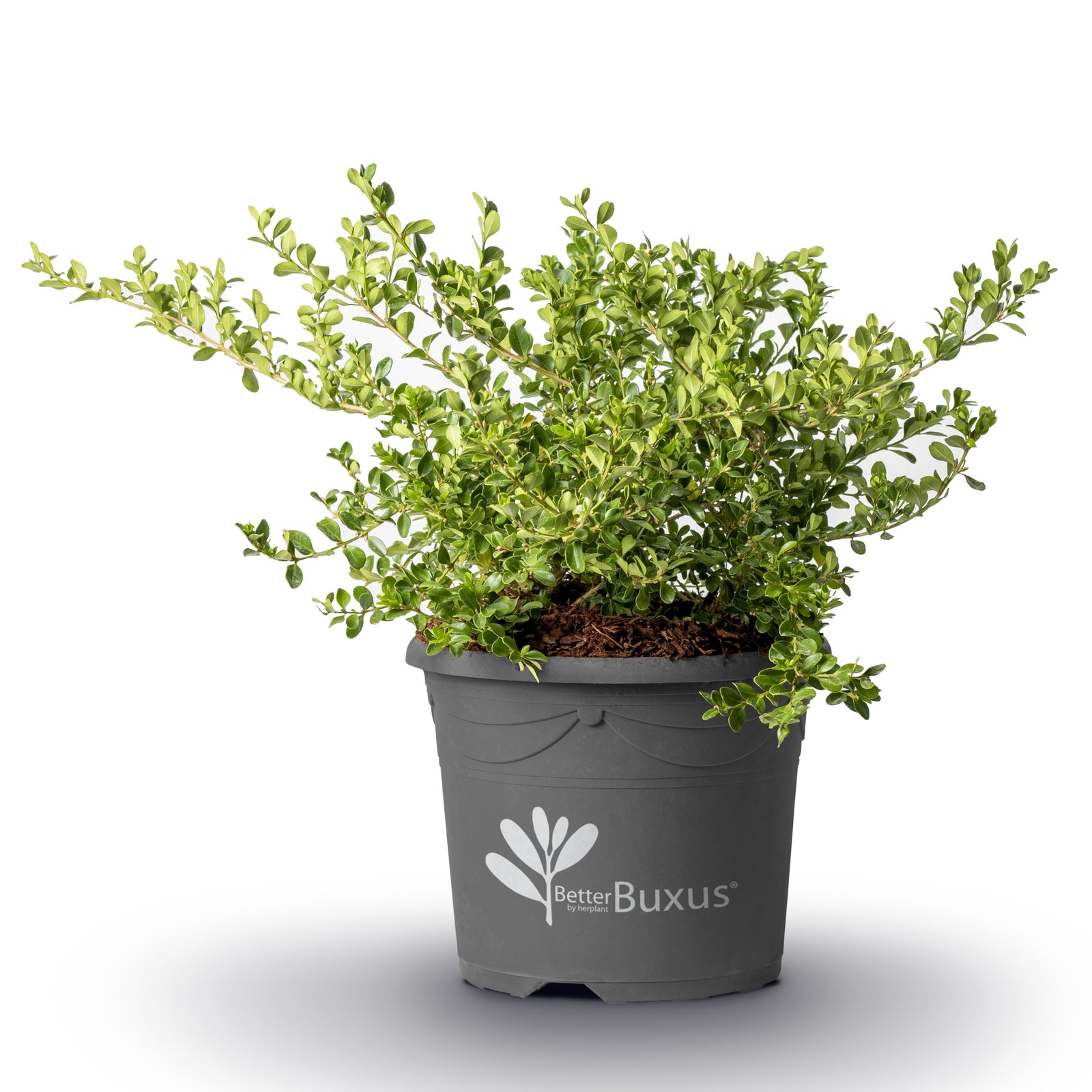 Buxus 'HER2010B04’ PP32273 ~ BetterBoxwood® Babylon Beauty™ Boxwood-ServeScape