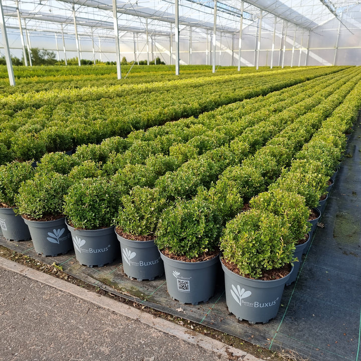 Buxus 'HER2009B01'’ PP32,274 ~ BetterBoxwood® Renaissance™ Boxwood-ServeScape