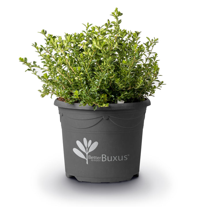 Buxus 'HER2009B01'’ PP32,274 ~ BetterBoxwood® Renaissance™ Boxwood-ServeScape