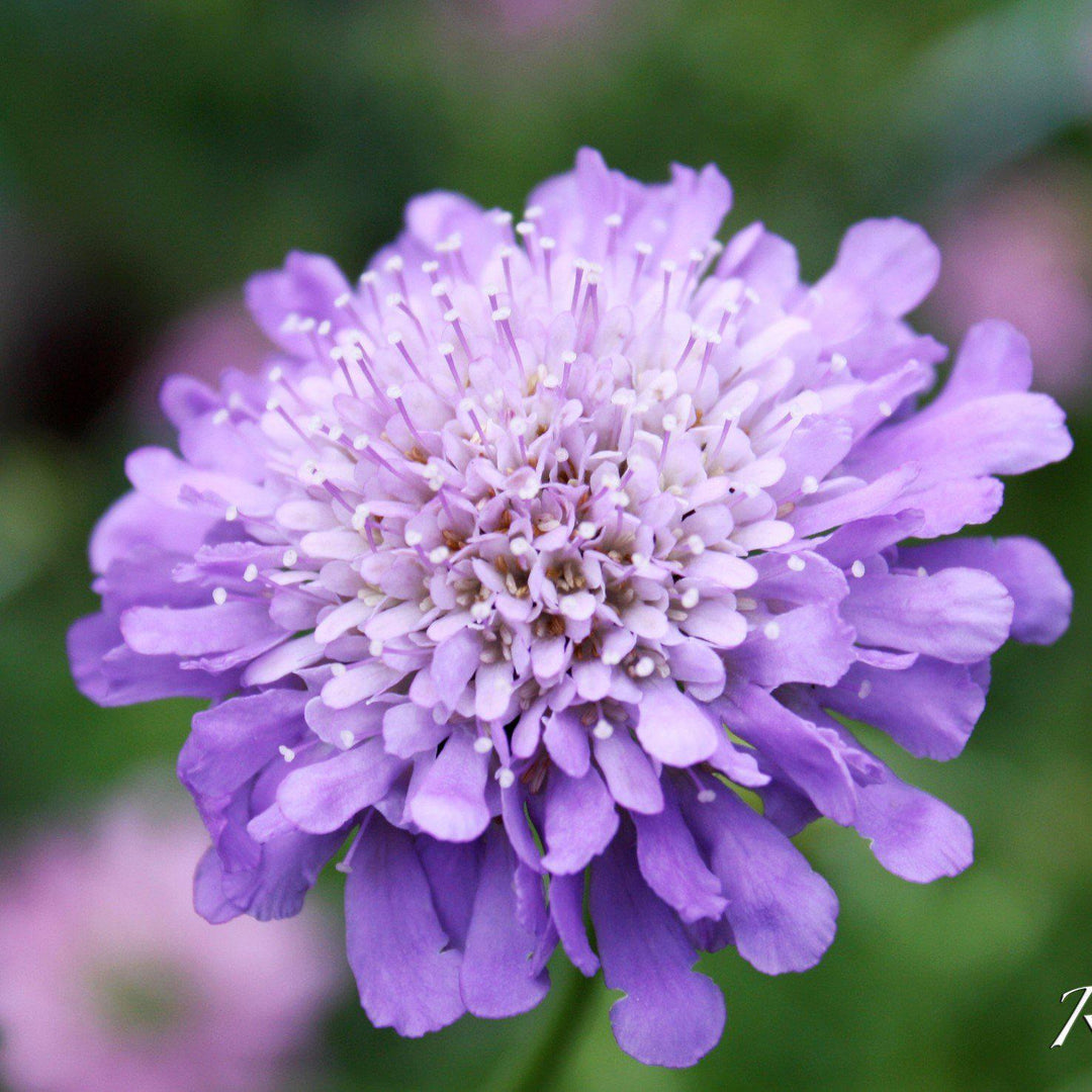 Scabiosa columbaria 'Giga Blue' ~ Monrovia® Giga® Blue Pincushion Flower-ServeScape