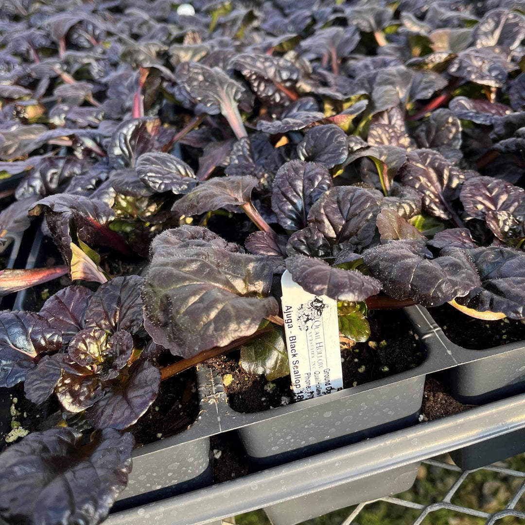Ajuga reptans 'Binblasca' ~ Black Scallop Bugleweed-ServeScape