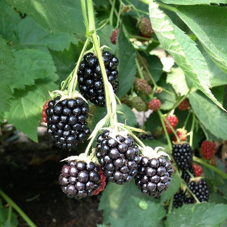 Rubus spp. (Blackberry) ~ Blackberry-ServeScape