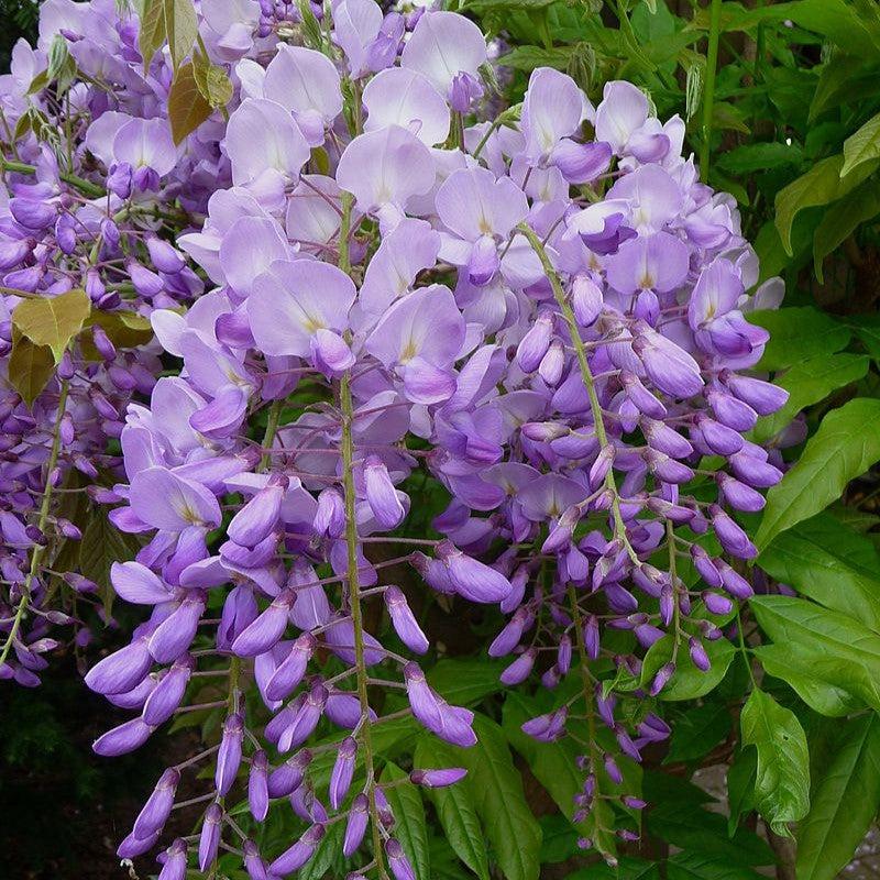 Wisteria sp. ~ Wisteria-ServeScape