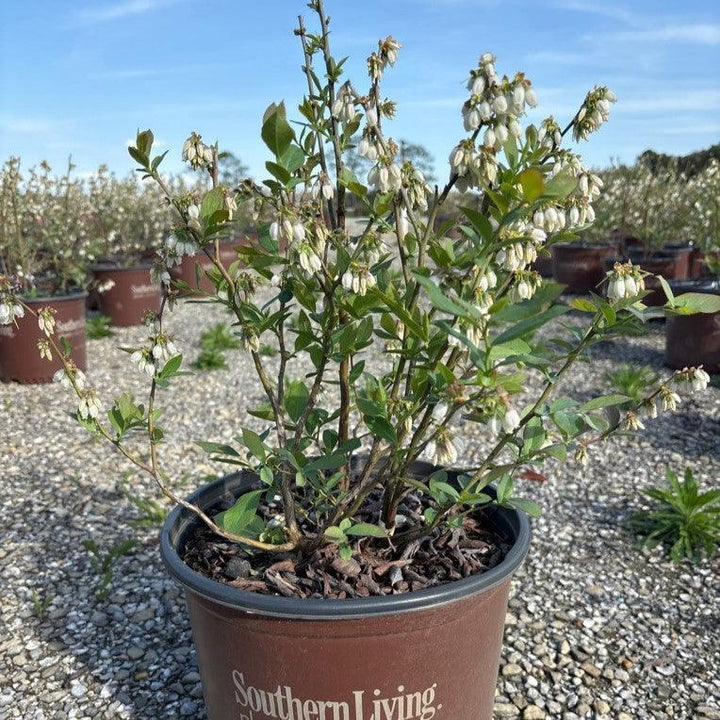 Vaccinium ashei 'Alapaha' PP16266 ~ Downhome Harvest® Bless Your Heart® Blueberry-ServeScape