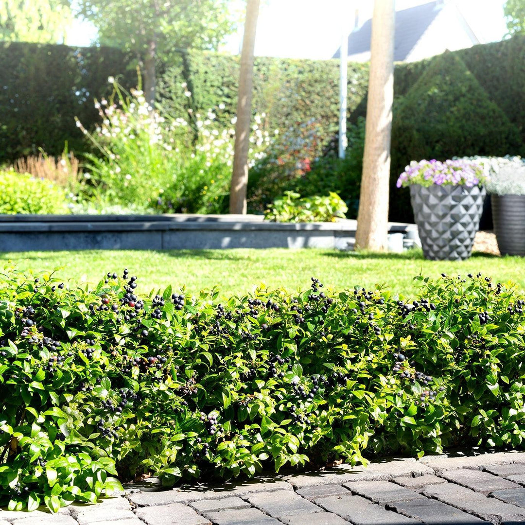 Vaccinium corymbosum hybrid 'ZF08-095' PP 25,467 ~ Bushel and Berry® BerryBux® Blueberry-ServeScape