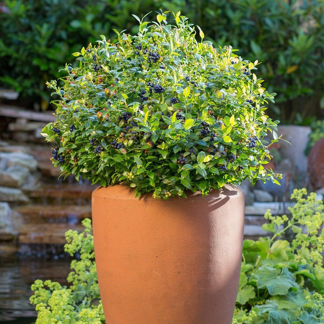 Vaccinium corymbosum hybrid 'ZF08-095' PP 25,467 ~ Bushel and Berry® BerryBux® Blueberry-ServeScape
