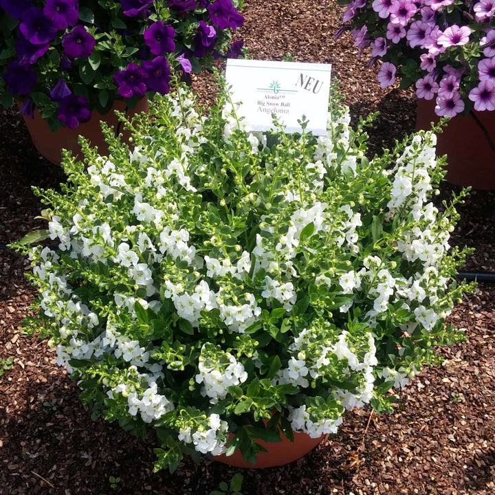 Angelonia angustifolia 'Alonia Big Snow' ~ Alonia™ Big Snow Summer Snapdragon-ServeScape