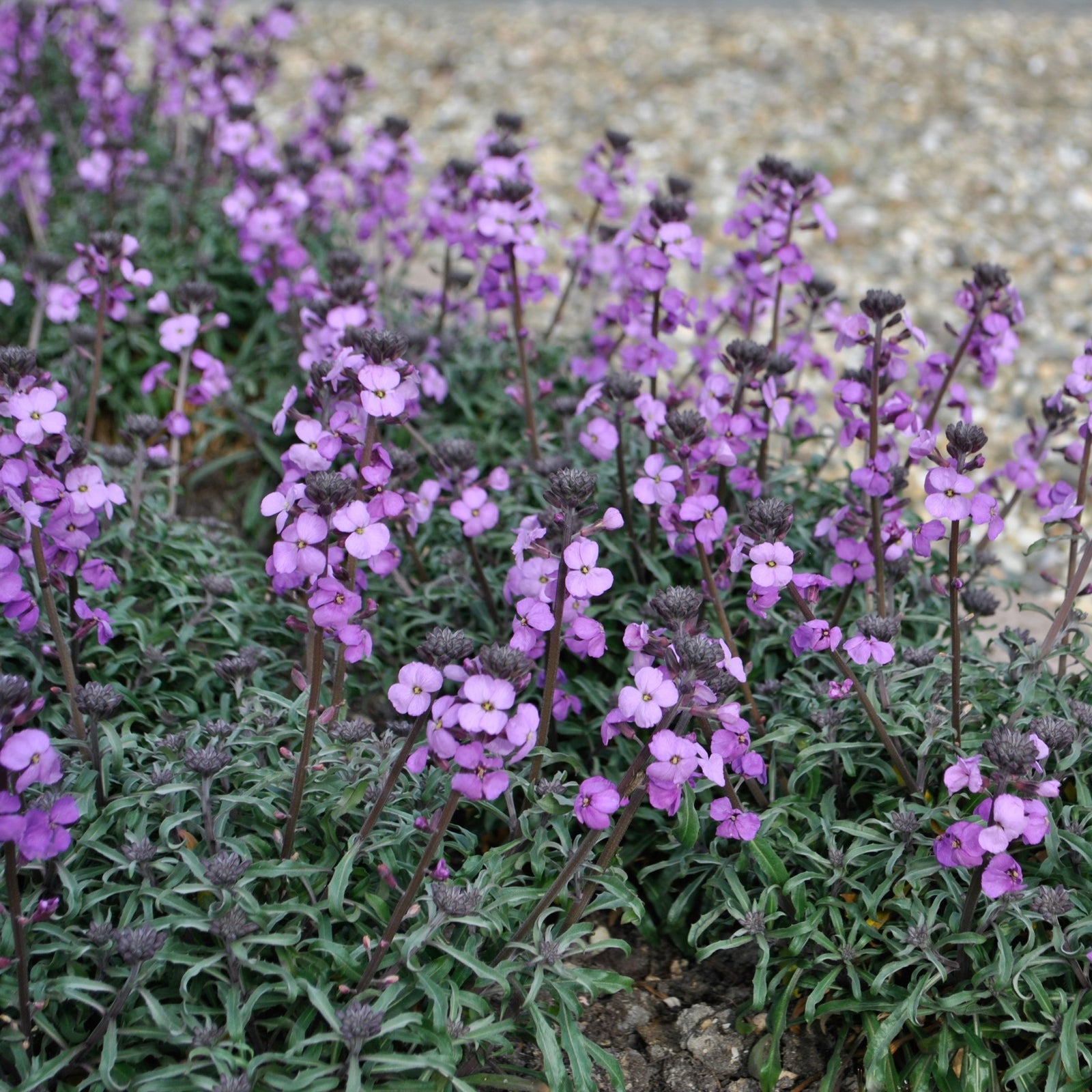 Erysimum linifolium 'Bowles Me Away' PP29,380 ~ Bowles Me Away Erysimum-ServeScape