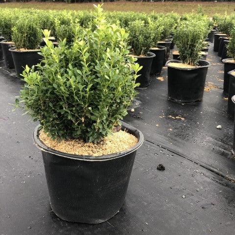 Buxus sinica var. insularis 'Franklin's Gem' ~ Franklin's Gem Korean Boxwood-ServeScape