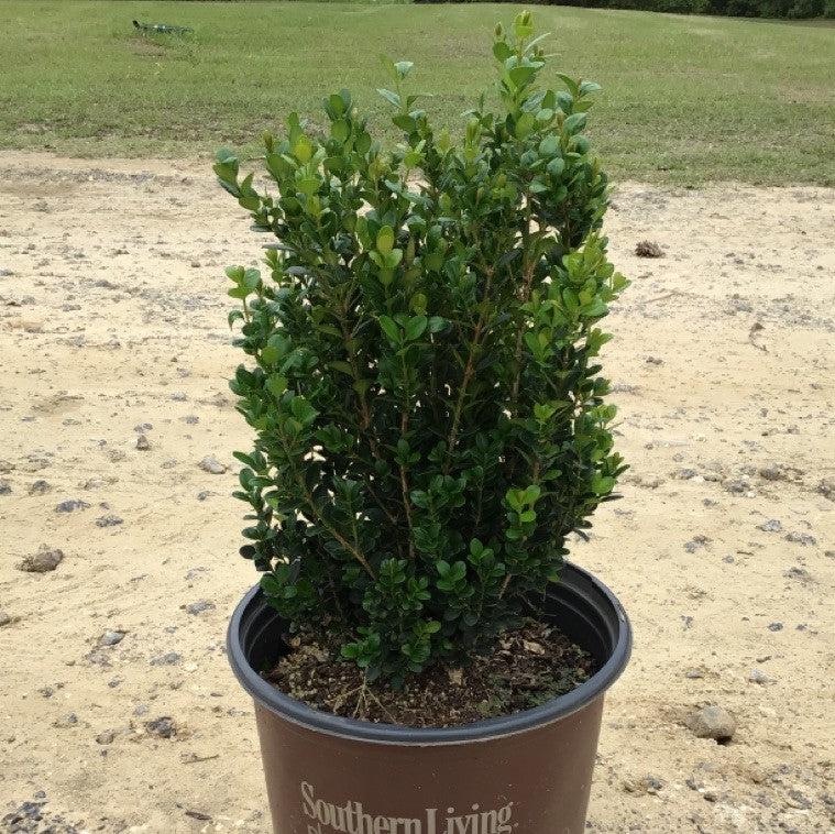 Buxus microphylla 'FWBM01'~ Winterstar™ Boxwood-ServeScape