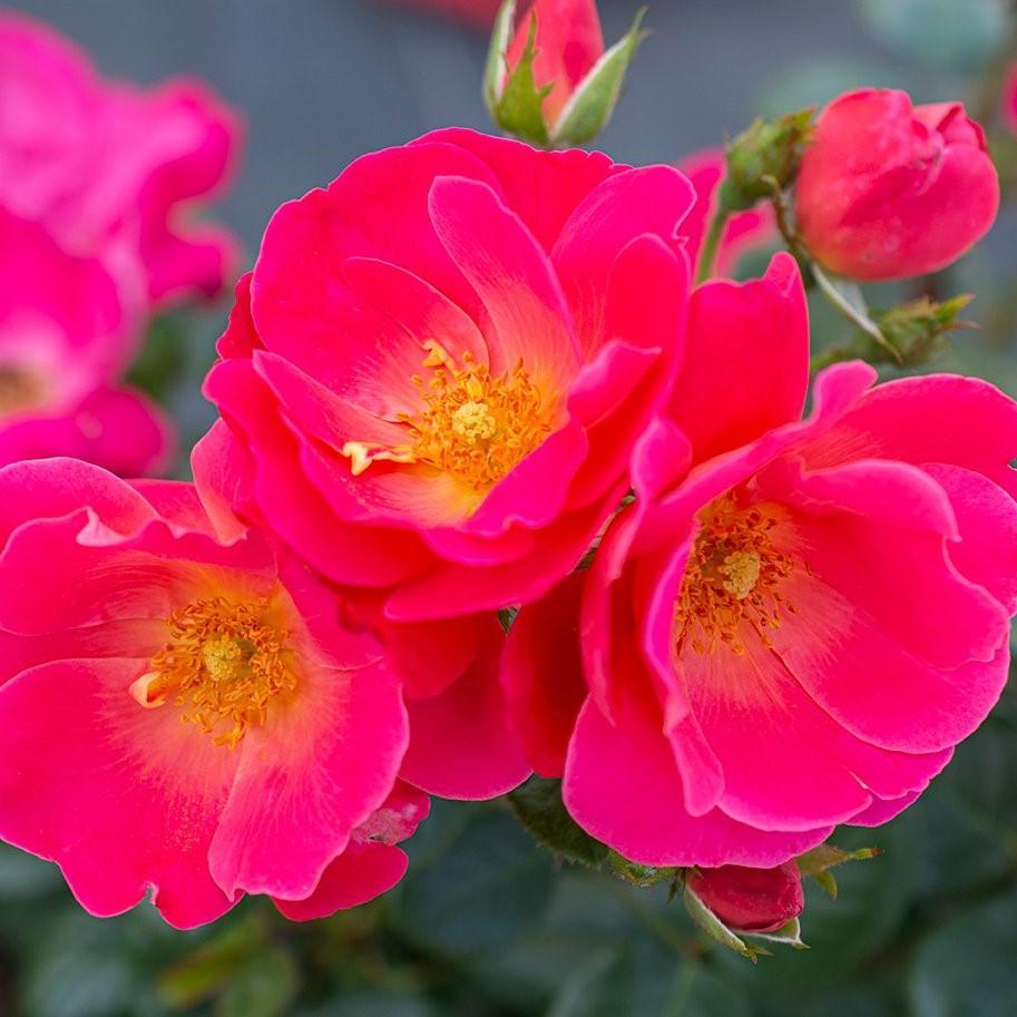Rosa 'Sprogreatpink' PP 32,663 ~ Brick House® Pink Rose-ServeScape