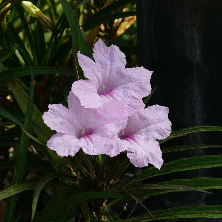 Ruellia simplex 'R10-105-Q54' PP26063 ~ Mayan™ Pink Mexican Petunia-ServeScape