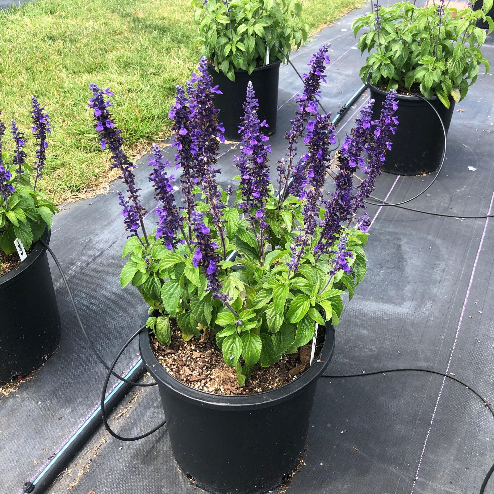 Salvia 'Balsalmysty' PP #29,605 ~ Monrovia® Mysty Salvia-ServeScape