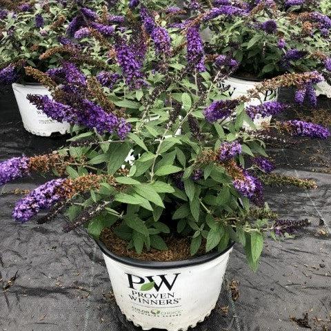 Buddleia davidii 'SMNBDBT' PP#28,794 ~ Pugster Blue® Dwarf Butterfly Bush-ServeScape