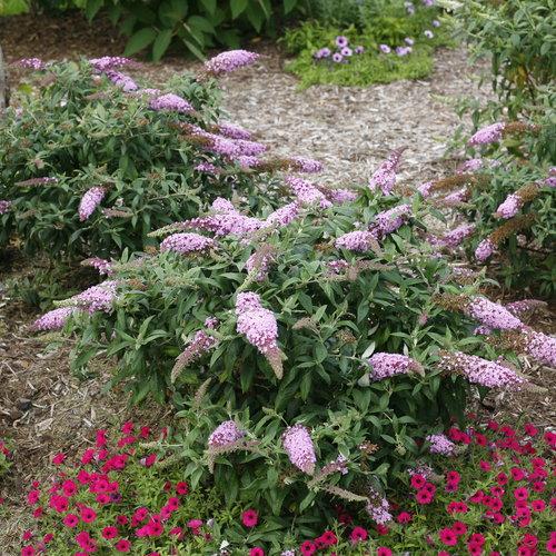 Buddleia davidii 'Pugster Pink' ~ Monrovia® Pugster Pink® Dwarf Butterfly Bush-ServeScape