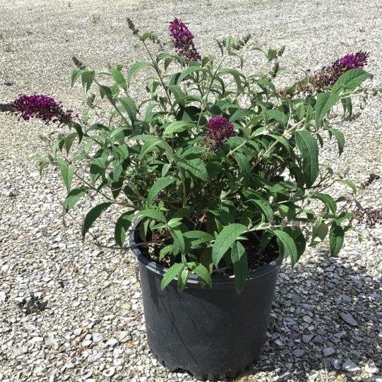 Buddleia ‘Tobudpipur’ ~ Buzz™ Purple Butterfly Bush-ServeScape