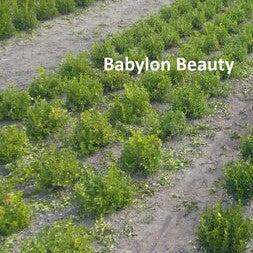 Buxus 'HER2010B04’ PP32273 ~ BetterBoxwood® Babylon Beauty™ Boxwood-ServeScape