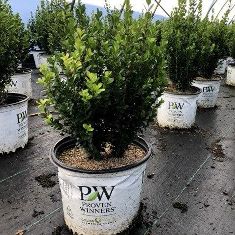 Buxus microphylla 'Bulthouse' ~ Sprinter® Boxwood-ServeScape