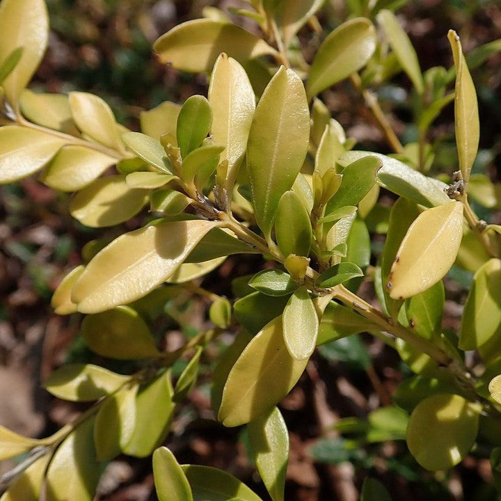 Buxus microphylla 'Tide Hill' ~ Tide Hill Boxwood-ServeScape