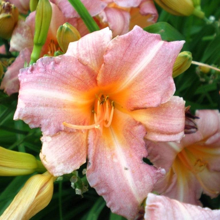 Hemerocallis fulva 'DHEMCORAL' ~ Monrovia® Endlesslily® Coral Daylily-ServeScape