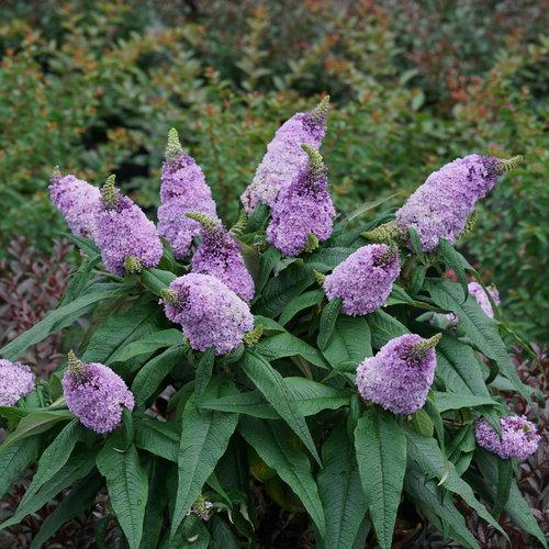 Buddleia x 'SMNBDL' ~ Monrovia® Pugster® Amethyst Butterfly Bush-ServeScape