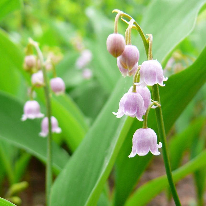 Convallaria majalis 'Rosea' ~ Pink Lily of the Valley-ServeScape