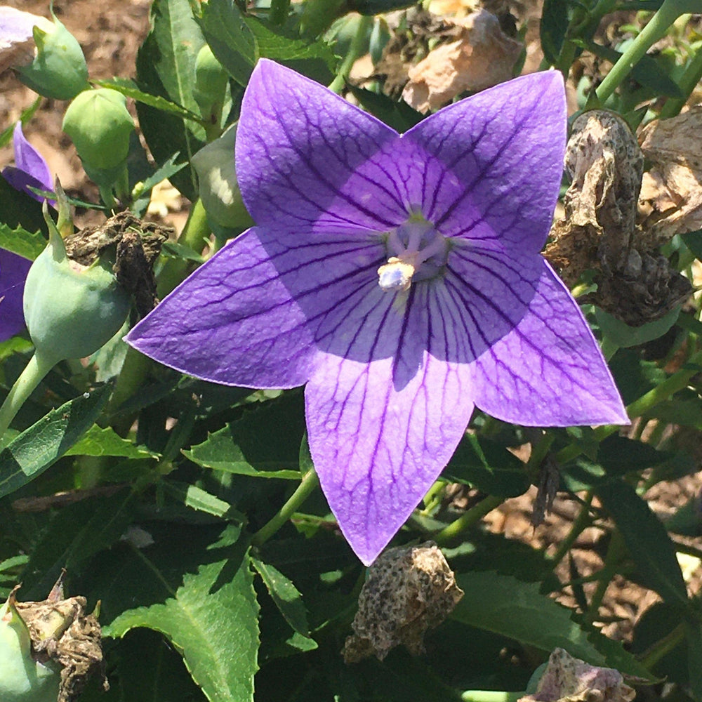 Platycodon grandiflorus 'Twinkle Blue' ~ Monrovia® Twinkle™ Blue Balloon Flower-ServeScape