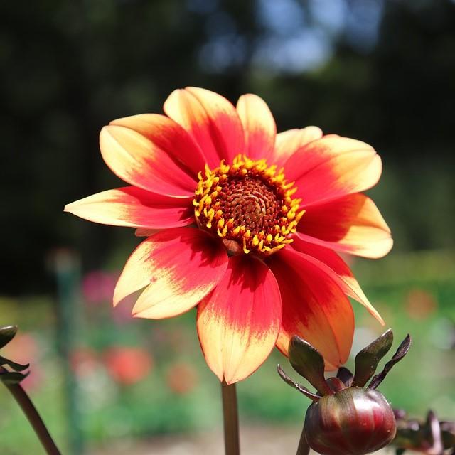 Dahlia hybrida 'HDBic34' PP #28,257 ~ Monrovia® Happy Days™ Orange Red Bicolor Dahlia-ServeScape
