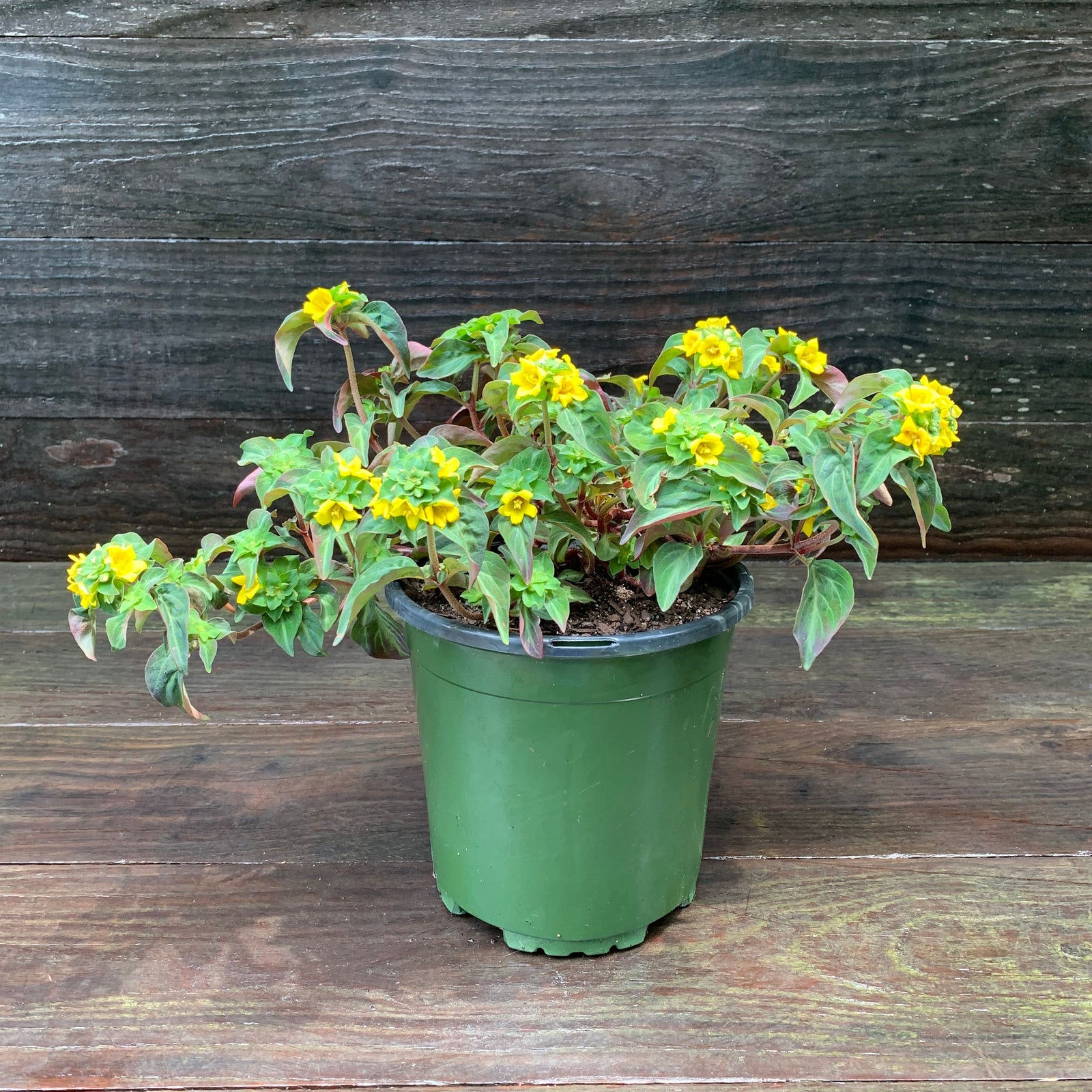 Lysimachia alfredii 'Night Light' ~ Night Light Moneywort-ServeScape