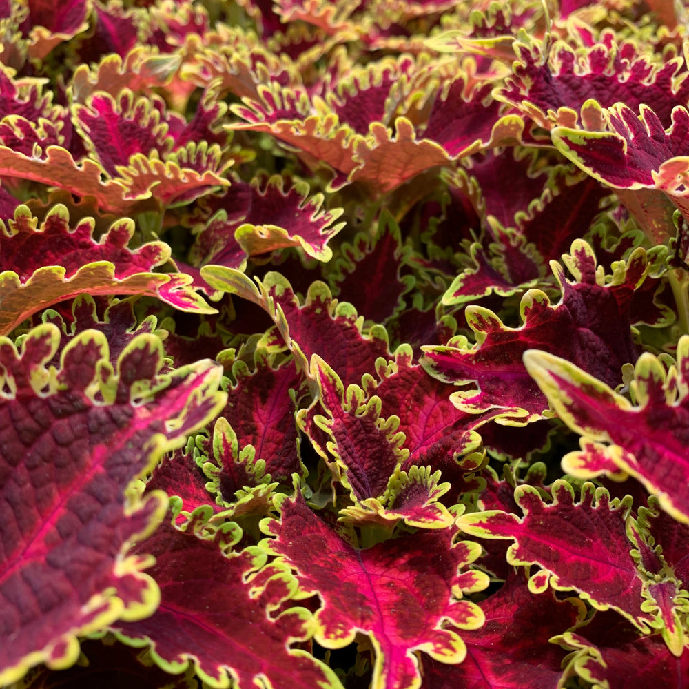 Solenostemon scutellarioides 'UF20-103-6’ ~ Solar Flare Coleus-ServeScape