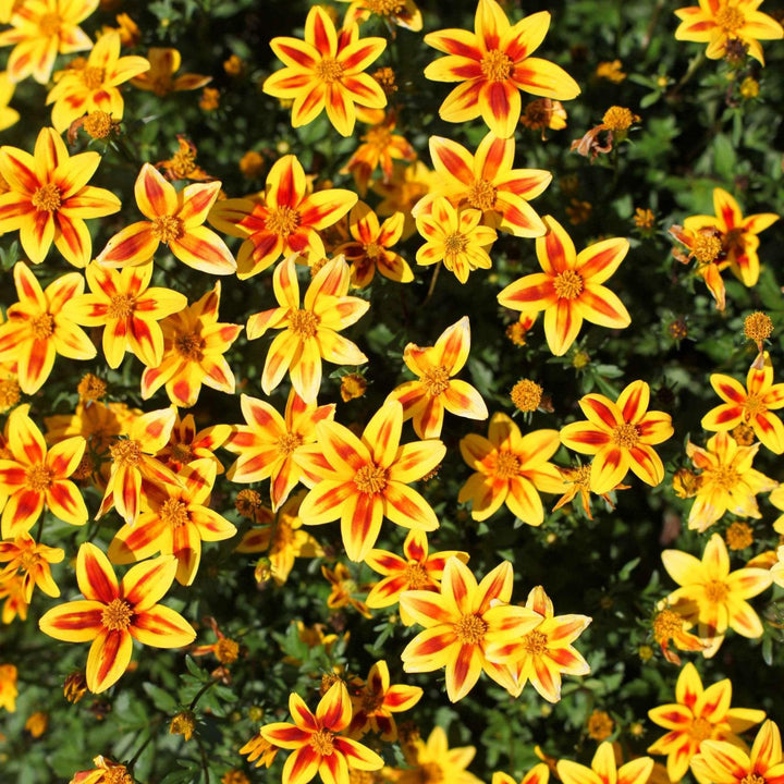 Bidens ferulifolia 'Blazing Star' ~ Monrovia® BlazIng™ Star Bidens-ServeScape