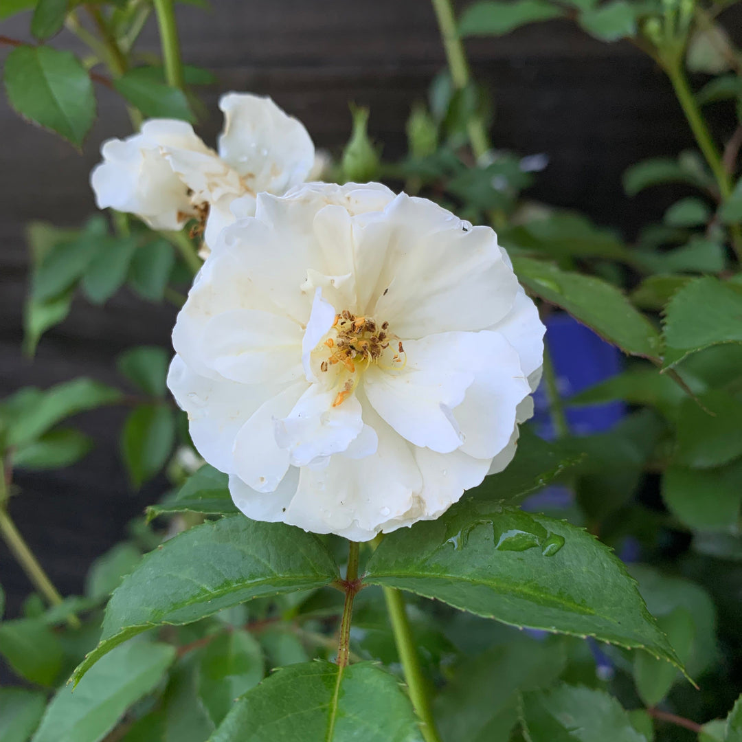 Rosa 'BOKRARUISP' PPAF ~ Monrovia® Nitty Gritty™ White Rose-ServeScape