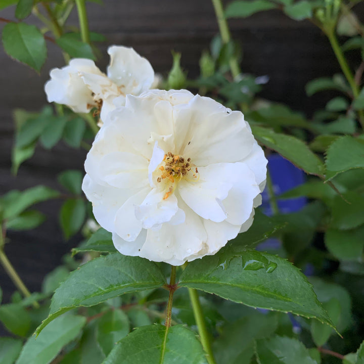 Rosa 'BOKRARUISP' PPAF ~ Monrovia® Nitty Gritty™ White Rose-ServeScape