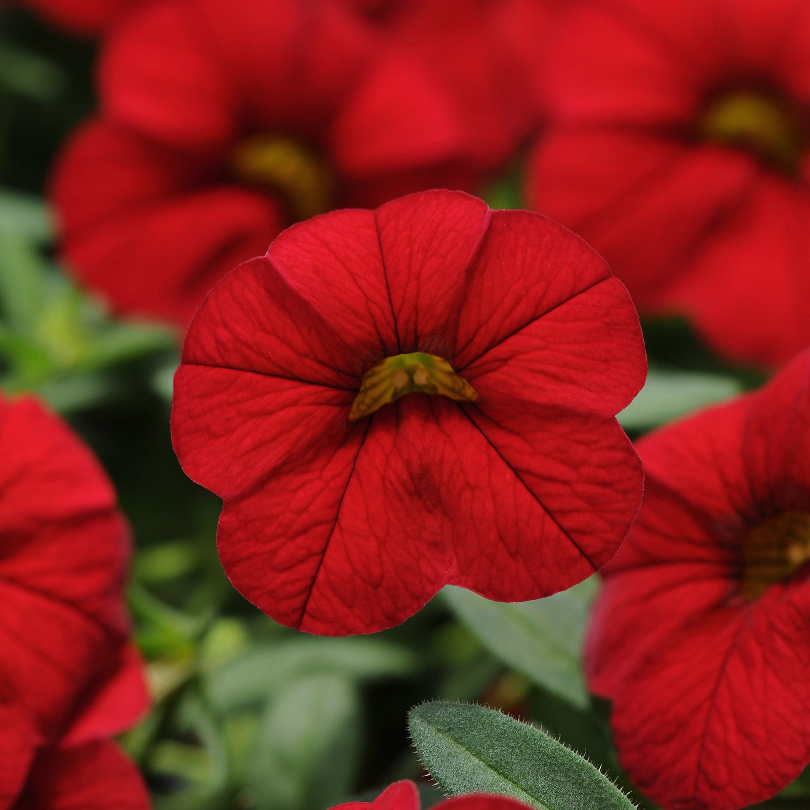 Calibrachoa hybrid 'Balcabrite' ~ Cabaret® Bright Red Calibrachoa-ServeScape