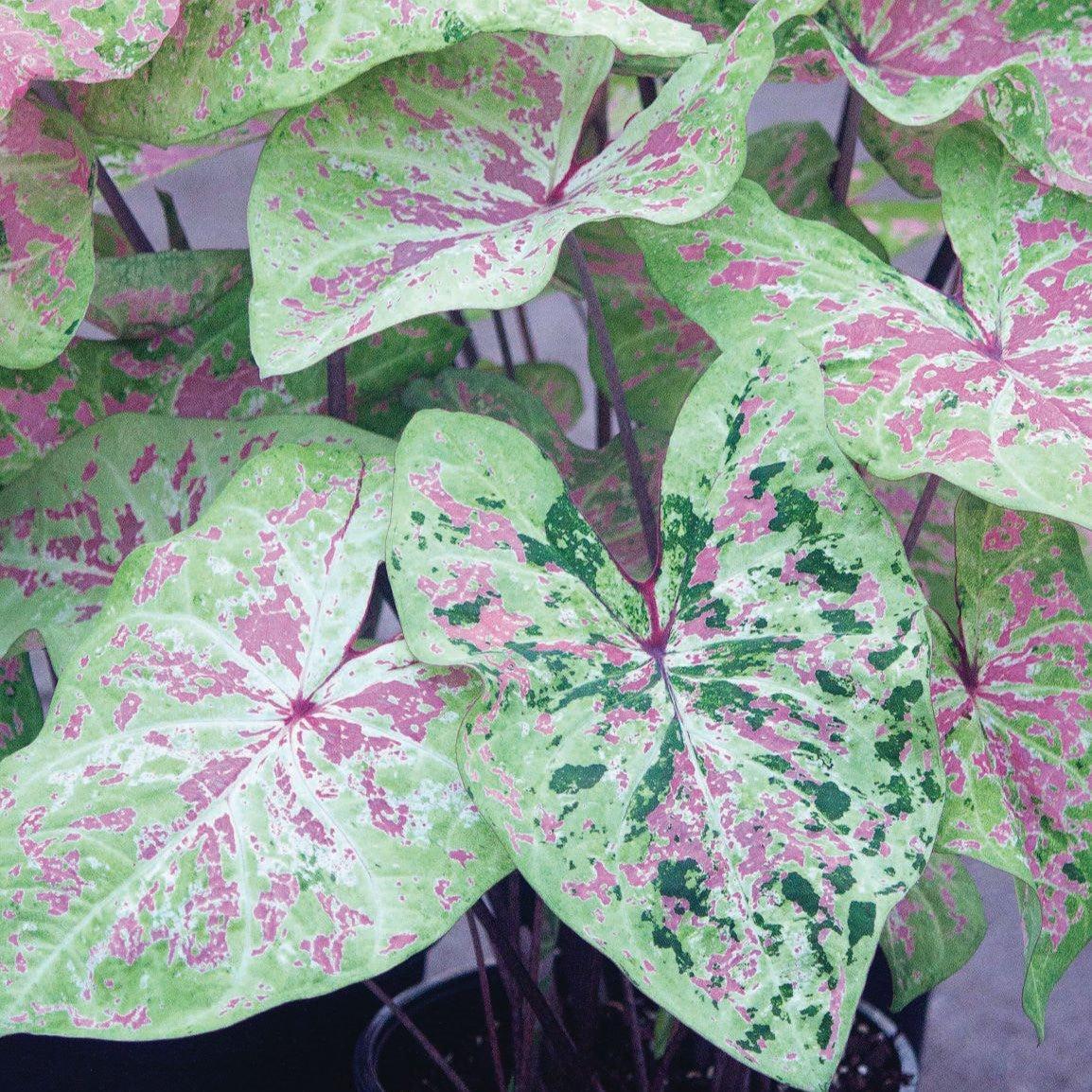 Caladium 'Seafoam Pink' ~ Seafoam Pink Caladium-ServeScape