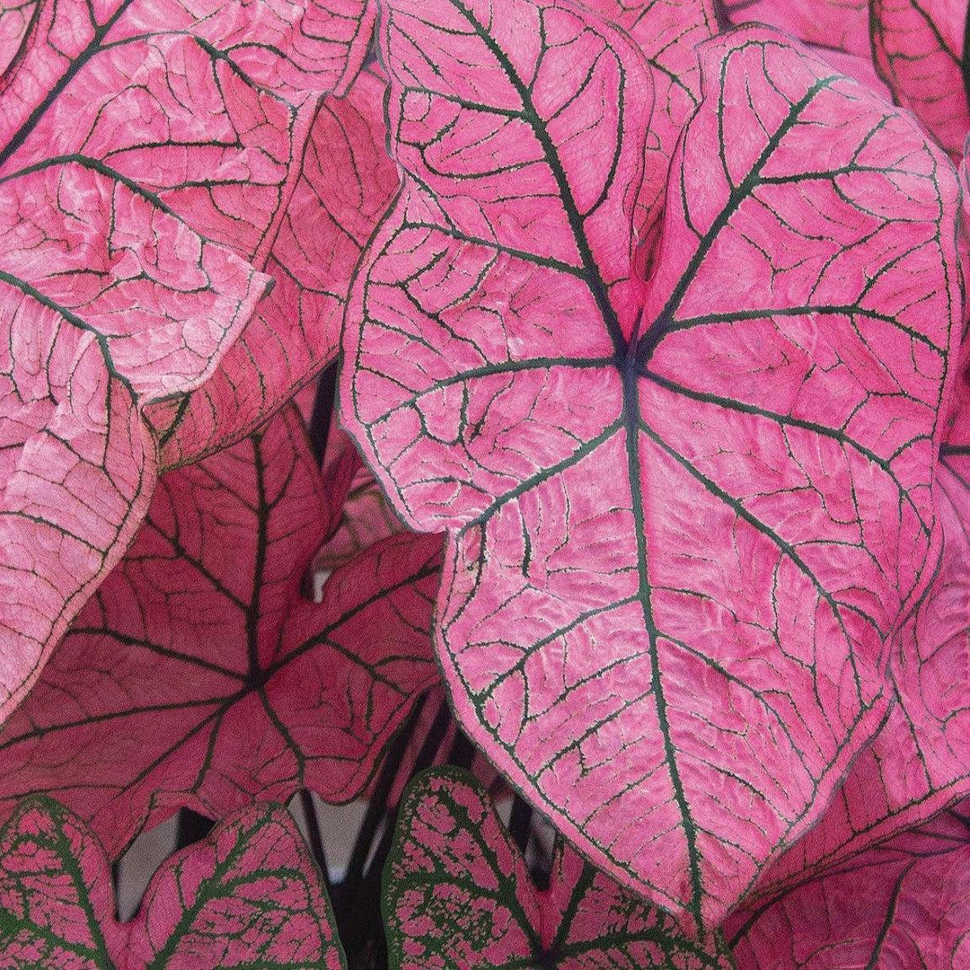 Caladium 'Spring Fling' ~ Spring Fling Caladium-ServeScape