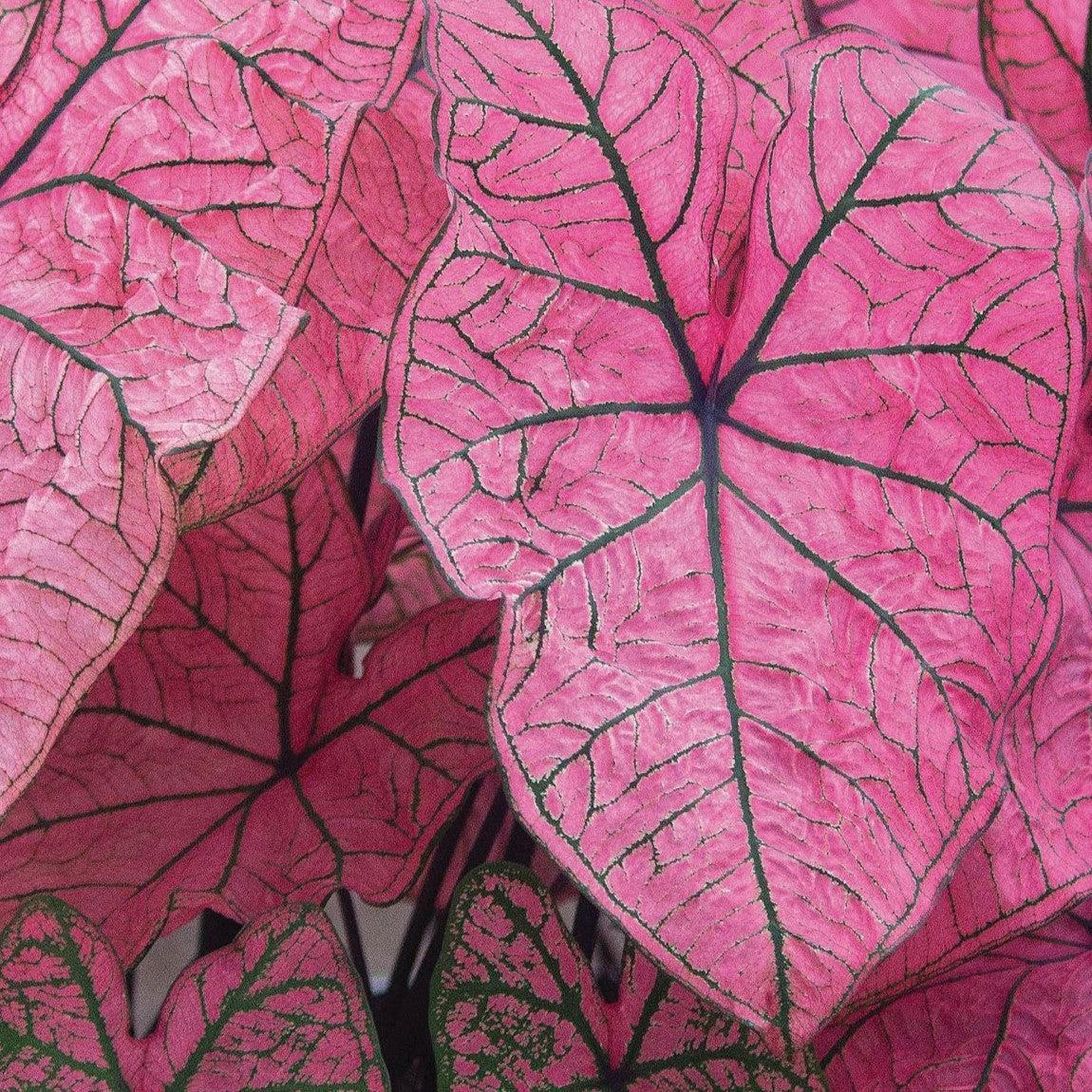 Caladium 'Spring Fling' ~ Spring Fling Caladium-ServeScape