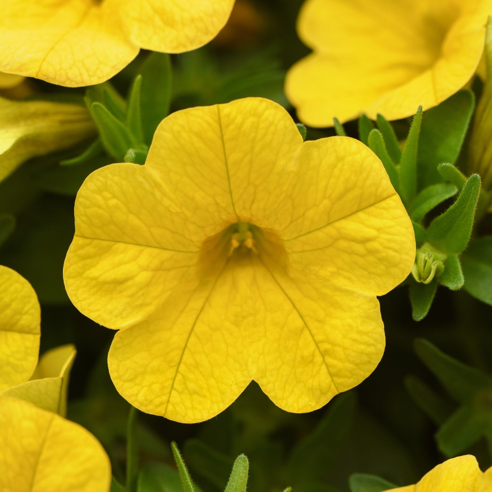 Calibrachoa hybrid 'Balcabyelim' ~ Cabaret® Yellow Calibrachoa-ServeScape