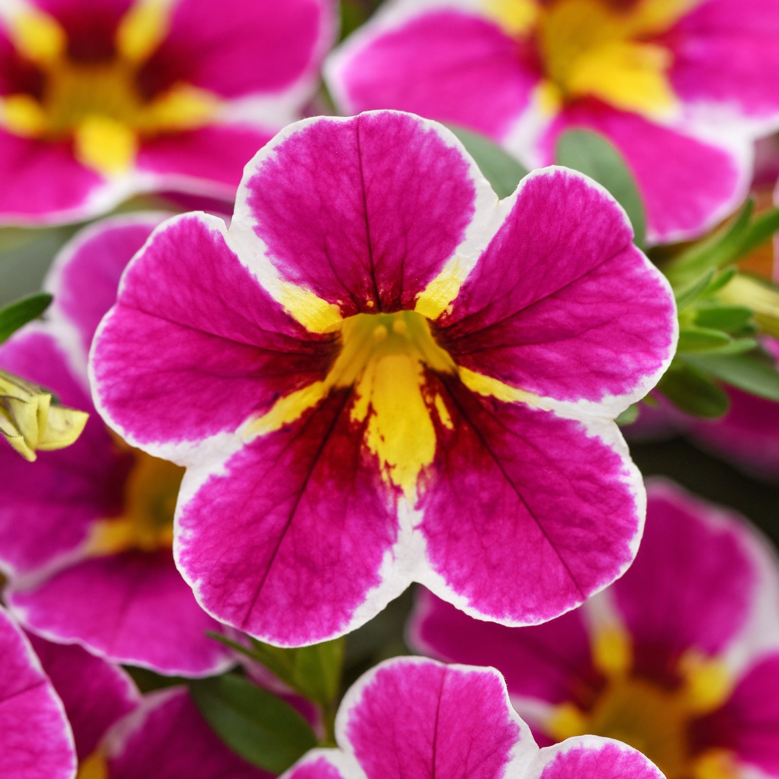 Calibrachoa hybrida 'Balchaelink' ~ Cha-Cha™ Electric Pink Calibrachoa-ServeScape