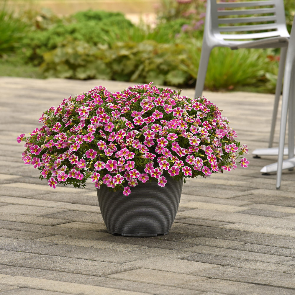 Calibrachoa hybrida 'Balchaelink' ~ Cha-Cha™ Electric Pink Calibrachoa-ServeScape