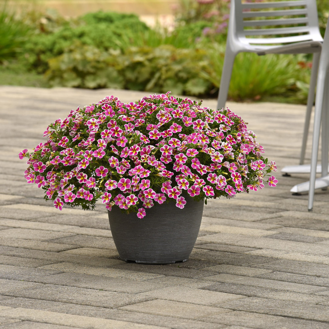 Calibrachoa hybrida 'Balchaelink' ~ Cha-Cha™ Electric Pink Calibrachoa-ServeScape