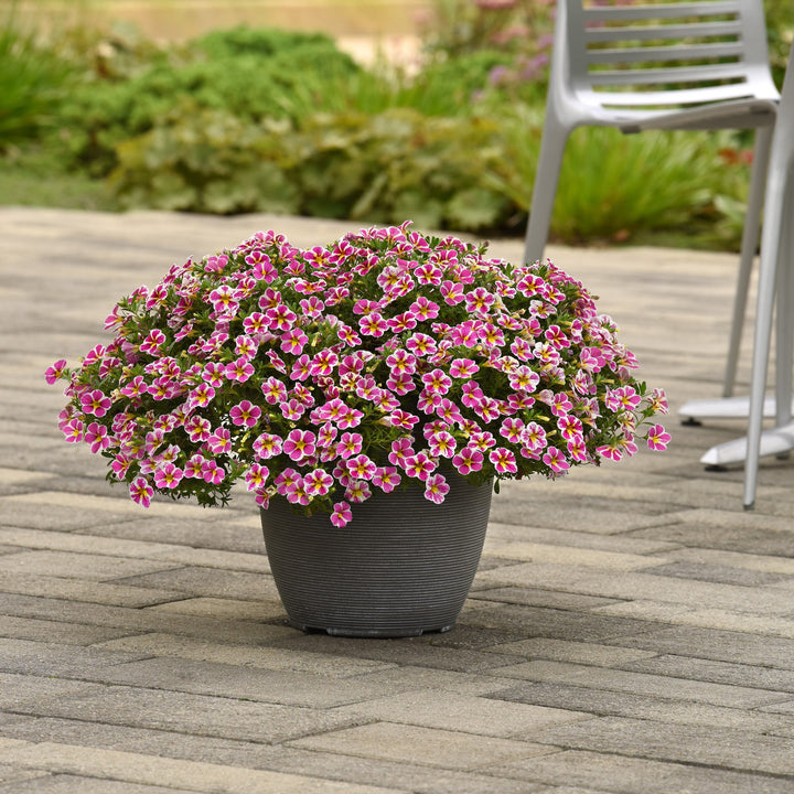 Calibrachoa hybrida 'Balchaelink' ~ Cha-Cha™ Electric Pink Calibrachoa-ServeScape