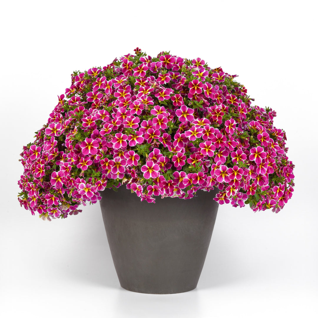 Calibrachoa hybrida 'Balchaelink' ~ Cha-Cha™ Electric Pink Calibrachoa-ServeScape