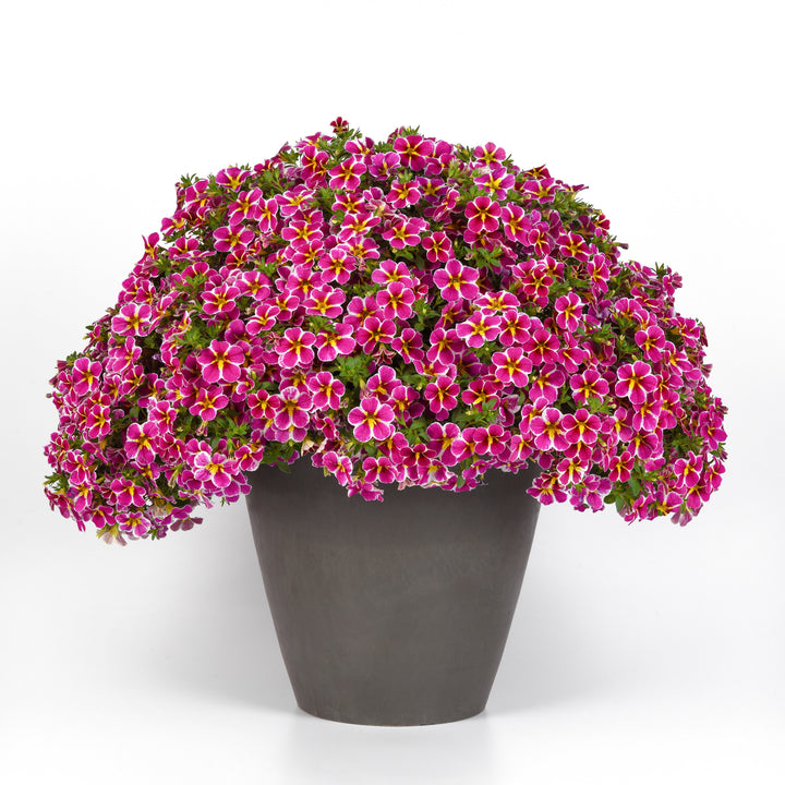 Calibrachoa hybrida 'Balchaelink' ~ Cha-Cha™ Electric Pink Calibrachoa-ServeScape