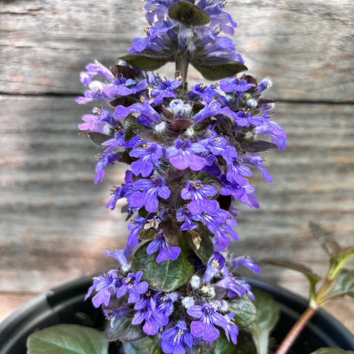 Ajuga reptans 'Catlin's Giant' ~ Catlin's Giant Bugleweed-ServeScape