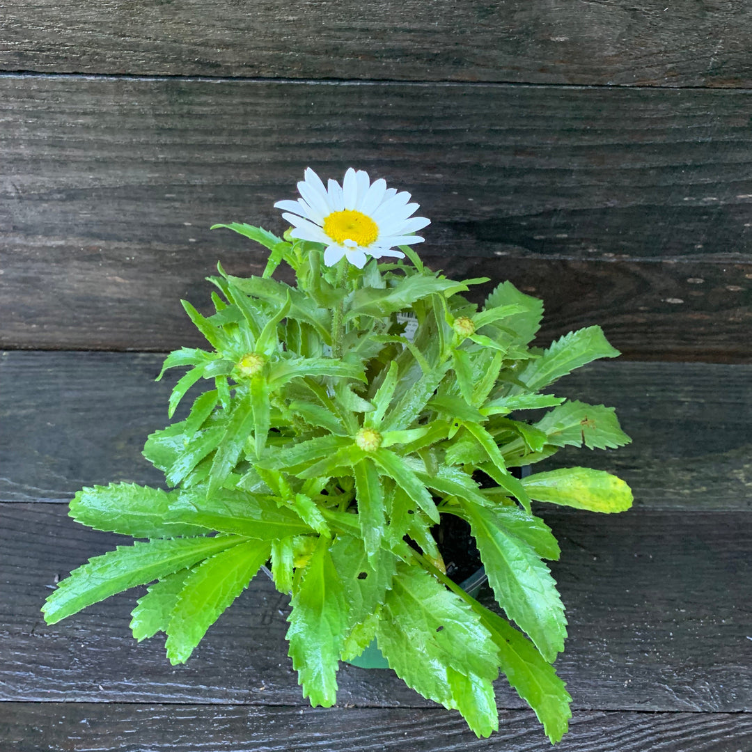 Leucanthemum x superbum 'Snowcap' ~ Snowcap Shasta Daisy-ServeScape