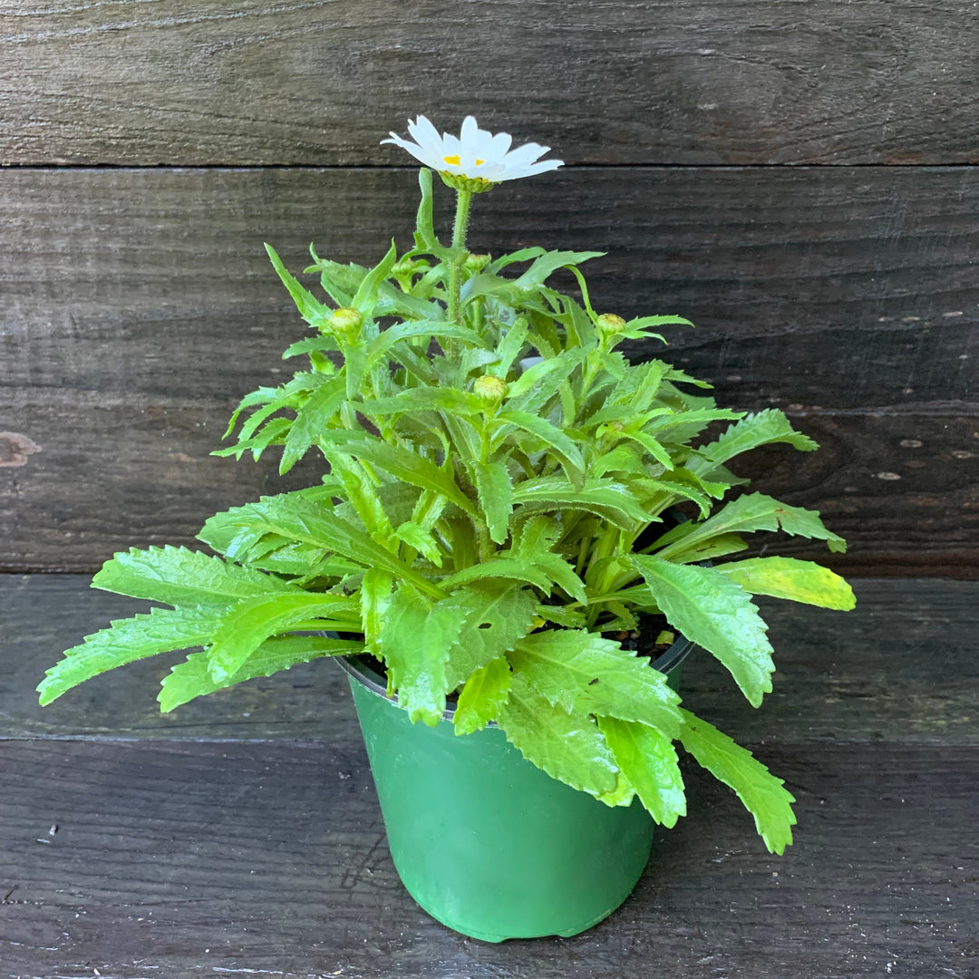 Leucanthemum x superbum 'Snowcap' ~ Snowcap Shasta Daisy-ServeScape