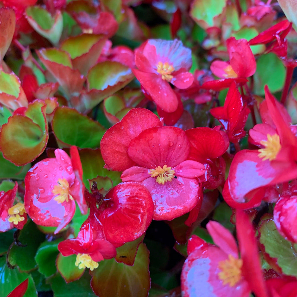 Begonia 'Green Leaf Red' ~ Green Leaf Red Begonia-ServeScape