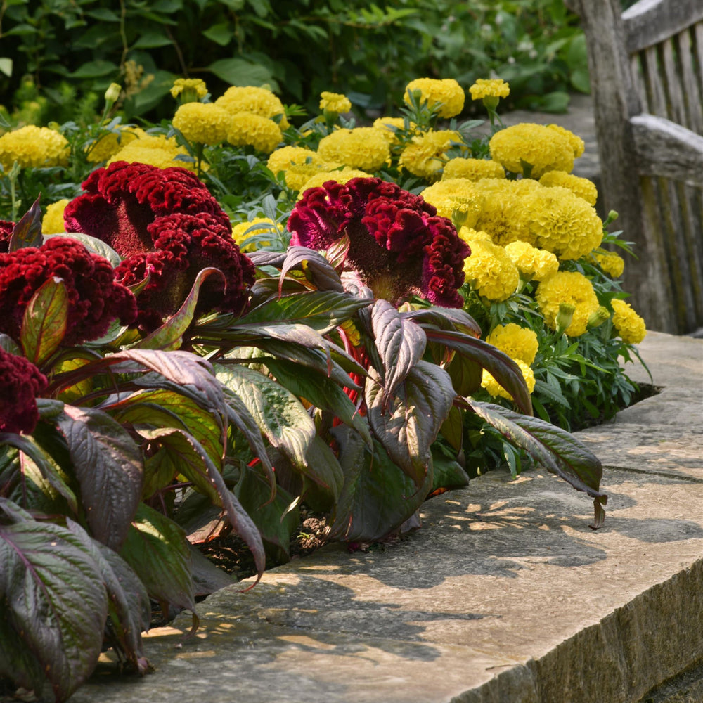 Celosia cristata 'Dracula' ~ Dracula Celosia-ServeScape